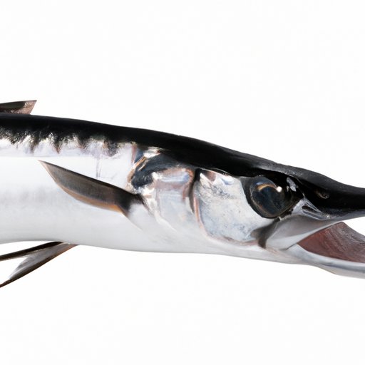 Exploring the Safety of Eating Barracuda: What You Need to Know