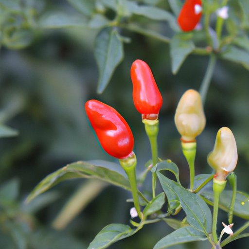 Beyond Aesthetics: A Look Into The Edibility of Ornamental Peppers