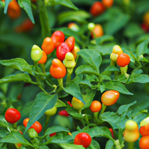 The Pros and Cons of Eating Ornamental Peppers: What You Need to Know