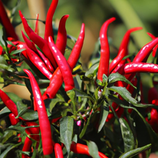 The Heat is On: Dispelling Common Myths About Ornamental Peppers