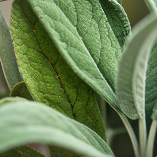 Sage: A Natural Remedy for Anxiety and Stress