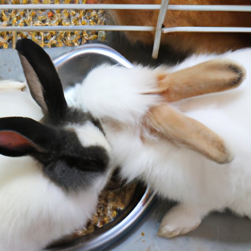  5 Steps to Breeding a Healthy Blabbit 