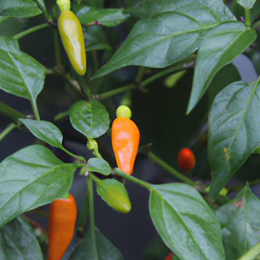 Pepper Plant Possibilities: Ornamental Varieties That Are Safe to Eat