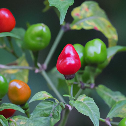 The Risks and Rewards of Eating Ornamental Peppers: What You Need to Know