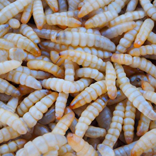 V. Exploring Sand Flea Cuisine: What You Need To Know Before Trying