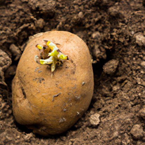 VII. How to Prevent Potatoes from Sprouting in the First Place