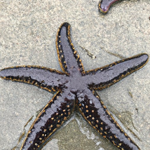 Starfish 101: Everything You Need to Know About Eating Starfish