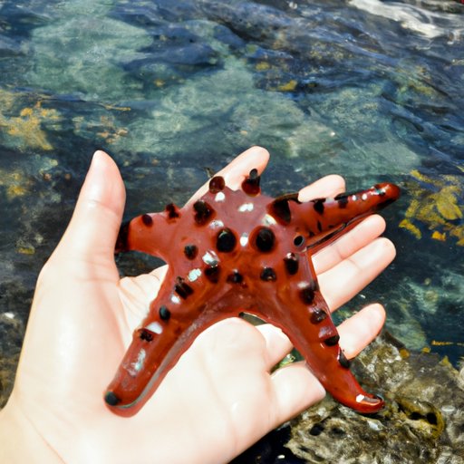 The Risks of Eating Starfish and How to Do It Safely