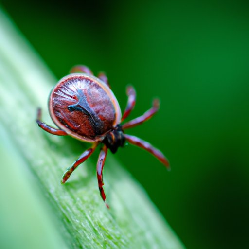 The Role of Ticks in Spreading Lyme Disease: Why Prevention is Crucial