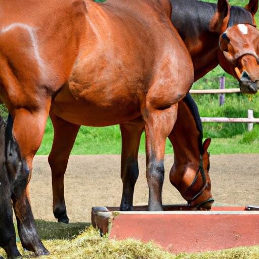 The Impact of Excess Weight on Horse Health: Tips on Maintaining a Healthy Weight for Your Equine Partner