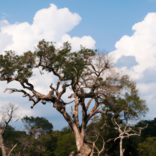 Why Knowing the Weight of a Tree Matters for Wildlife Conservation