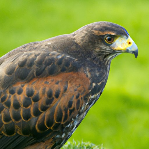 The Ethical Dilemma of Using Hawks for Hunting: Understanding the Limits of Their Carrying Capacity