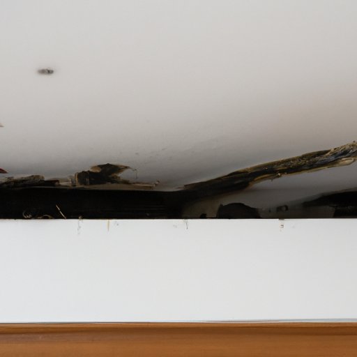 The Hidden Dangers of Black Mold: Why and How to Remove It ASAP