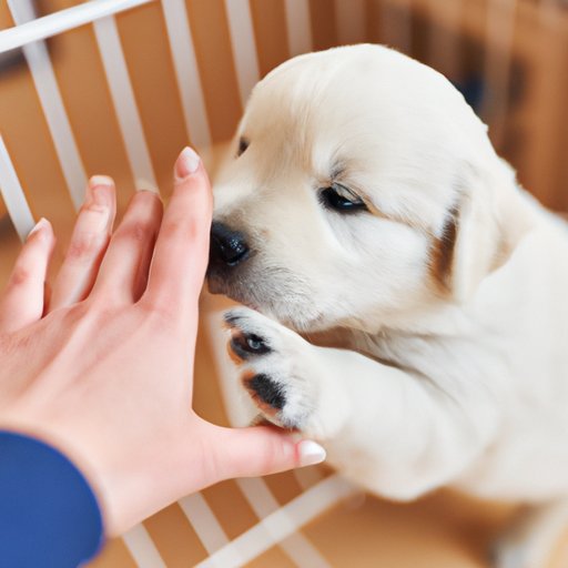 VI. Providing Resources for Crate Training a Puppy