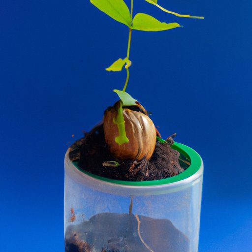 VII. Avocado Growing Hacks That Will Save You Time and Money