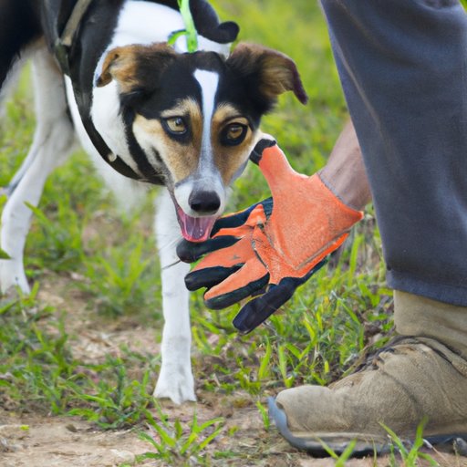 III. How to Train Your Dog to Provide Service Assistance