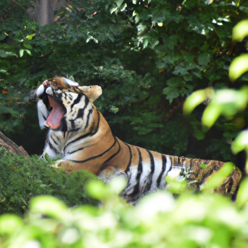 Unleash Your Inner Animal Lover: A Day at Lincoln Park Zoo for Free