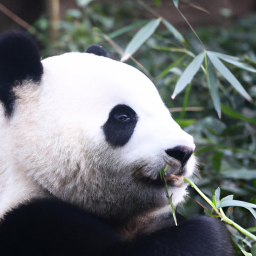 A Comprehensive Guide to Understanding the Pandas Diet: Why Bamboo is